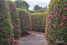 [겨울여행] 화사한 겨울맞이  제주 동백꽃 명소 베스트 5