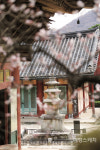 순천, 양산, 산청 찬바람 끝자락에 맺힌 꽃송이, 남도 매화 명소