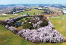 [벚꽃 여행지] 서산 한우목장길부터 개심사까지, 서산의 봄날을 좋아하세요? 
