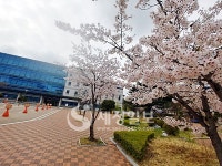 [포토] 벚꽃으로 둘러싸인 동수원세무서