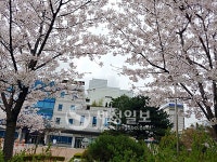 [포토] 벚꽃으로 둘러싸인 동수원세무서