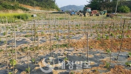 [심청이] 과세기간 다르게 절반씩 토지 양도…8년자경 감면 혜택노린 꼼수?