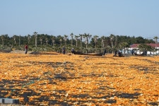 햇살과 신선한 바닷바람에 건조 중인 감귤껍질