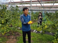 제주산 레몬 20톤 온라인 판매 나선다