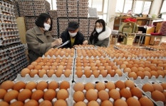 조류독감 확산에 닭고기·계란 값 고공행진