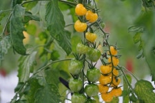 제주농기원 서부센터, 시설채소 새 소득작목 발굴