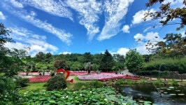 봉선화에 물든 상효원, 산파첸스 축제 개최