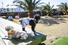 제주, 반려동물과 함께 가고 싶은 여행지 1위