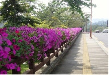 주요 도로변 등에 가을꽃 식재