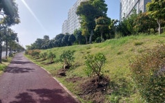 서귀포시, 일주동로 구간에 하귤 가로수길 조성