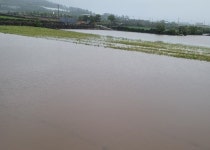 집중호우에 수확기 농가 망연자실