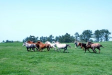 5.16도로변 제주마방목지서 전통 목축문화 재현