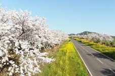 유채꽃·벚꽃 펼쳐지는 녹산로에서 추억 쌓기