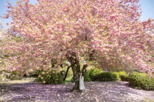 2024 상효원 봄꽃 축제 15일부터 한 달간 개최