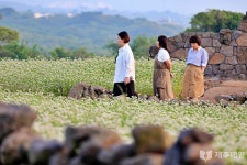 제주시 조천읍 와흘메밀농촌체험휴양마을 메밀꽃 장관