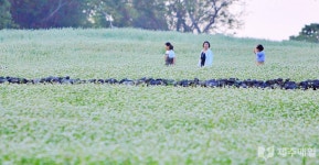 제주시 조천읍 와흘메밀농촌체험휴양마을 메밀꽃 장관