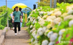 수국수국한 여름…안덕면사무소 수국 축제 찾은 시민들