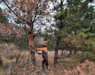 서귀포시, 소나무재선충병 12차 방제 추진