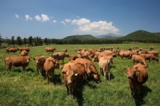 제주도, 축산 신기술 보급으로 한우농가 경쟁력 강화