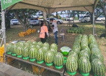 신엄 수박, 직거래 장터에서 저렴하게 만나요