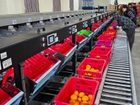 [현장] 본격 출하철 맞은 제주 만감류 고품질로 승부