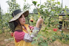 서부발전, 태안군 농협중앙회와 농촌일손돕기 전개