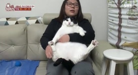 동물농장 역대급 뚱냥이 등장...허리둘레 27인치‧몸무게 13kg