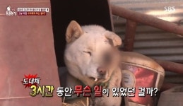 동물농장 진돗개 폭행사건 충격...화풀이용 무자비 폭행