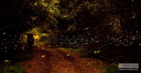 꽃과 바다 그리고 별 헤는…제주관광공사 6월 추천 관광 10선