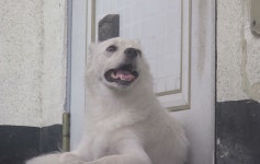 동물농장 토니안 정선희 폭풍오열...열흘째 현관문 앞 방치된 견공 사연