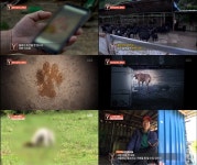 궁금한이야기Y 들개들의 습격? 사람, 염소 구분 못할 수도…식용견 농장 지목