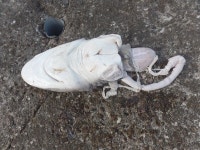 영덕 방파제서 죽은 상어 한마리 발견...포악 여부 판단 불가