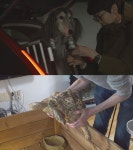 동물농장 강소라-안재홍 더빙, 유기된 반려동물 슬픔 담는다