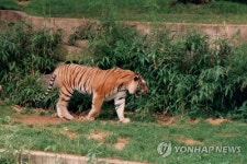 미국 호랑이, 코로나19 확진...사자 등도 동물원 직원에 의한 감염
