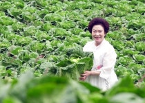 한성식품, 공영홈쇼핑서 고랭지배추로 만든 명장김치 판매