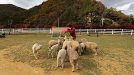 동네 한바퀴 남해 순수효모 독일식 빵→양떼목장