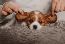 반려견과 제주 호캉스! 해비치, 오마이퍼피 패키지 제안