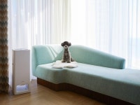 반려견과 즐기는 펫캉스, 호텔 펫 프랜들리 패키지