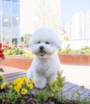 스타필드 시티, 봄꽃 향연부터 반려동물과 나들이