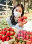 현대百 달콤한 제철딸기 신품종 홍희 맛보세요~