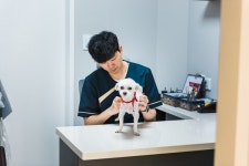반려견 잡학사전, 봄 산책 시 반려견 발바닥 케어 방법이 궁금하다면?