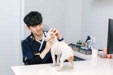 반려견 봄 산책 방해하는 불청객, 봄꽃·진드기·풀씨