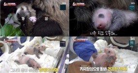 TV 동물농장 언니 된 푸바오, 쌍둥이 육아 아이바오