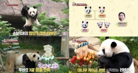 TV 동물농장 언니 된 푸바오, 쌍둥이 육아 아이바오