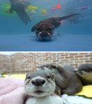 TV 동물농장 위기의 수달 부부→거대한 혹 달고 사는 봉희