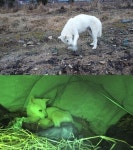 푸바오 동생 루이바오X후이바오, 실내 방사장 입성 스토리 공개