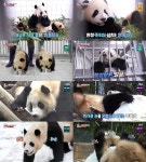 후이바오·루이바오, 첫 나들이 TV동물농장 분당 최고 2.1%