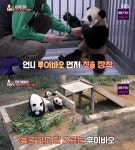 후이바오·루이바오, 첫 나들이 TV동물농장 분당 최고 2.1%