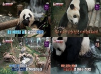 푸바오, TV동물농장 한국 마지막 모습 공개 예고