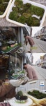 동네 한 바퀴 이끼를 키워 만드는 테라리움 만들기